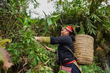 Đau nhức xương khớp ngâm lá dao đỏ có hết không?